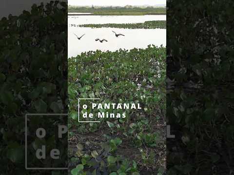 Pantanal de Minas - Refúgio da Vida Silvestre #birdwatching #birds #pantanal #minasgerais #januária