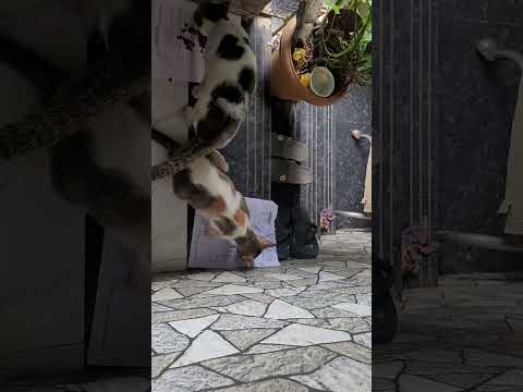 Cat ,pigeon &crow Feeding video #Animal lovers #Animal feeders #Follow on insta @feed_the_strays123