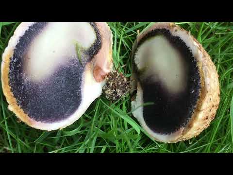 Earth Ball - Foraging Mushrooms UK (Scleroderma Citrinum)