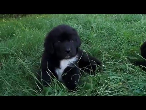 Newfoundland puppies