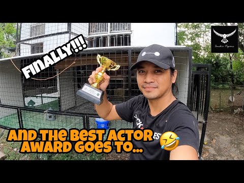 MY ONE LOFT RACE TROPHY HAS ARRIVED! RANK 3RD MMFC LAP 1 SOUTH RACE | PIGEON RACING