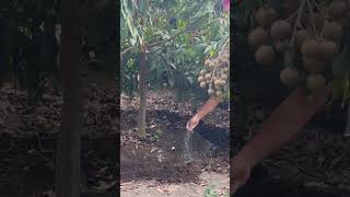Download lagu Aplikasi pupuk NPK dan cara seperti ini agar buah kelengkeng besar dan manis #petani #kelengkeng mp3