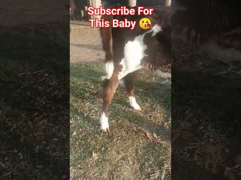 , title : 'MashAllah Very Beautiful and cute baby of cow||#trendingshorts#youtubeshorts#beautifulbaby#viral'