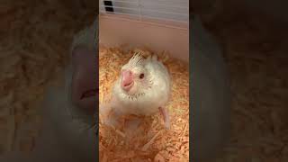お家にきたばっかりのベリー(オカメインコ)🕊
