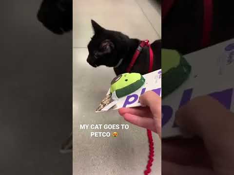 MY CAT GOES TO PETCO #shorts