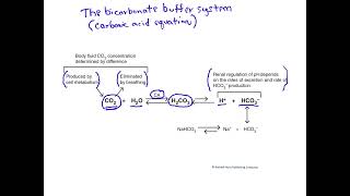 The bicarbonate buffer system