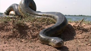 Amazon जंगल के 5 सबसे ख़तरनाक साप  || 5 Most Dangerous Snakes of The Amazon Forest