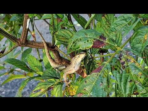 Lizard ignores moving ants on skin (蜥蜴无视身上移动的蚂蚁) [Cicak tak pelulik semut yang bergerak dikulitnya]