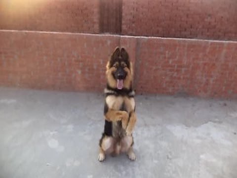 الجزء الثاني من تدريب كلب بلجيكي علي مستوي عالي