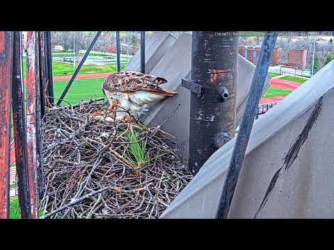 Arthur Arrives with Food for Big Red and Takes Over Incubtion