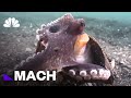 It’s UFO Day! Here’s What We Know So Far | Mach | NBC News It’s UFO Day! Here’s What We Know So Far | Mach | NBC News
