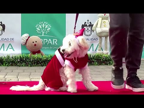 ペルーの犬たちが犬のクリスマスパレードを行う (Peru's pooches put on canine Christmas parade)
