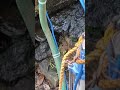 1Hp Submersible Pumb Set Sarin Vlogs Shorts Youtub Shorts