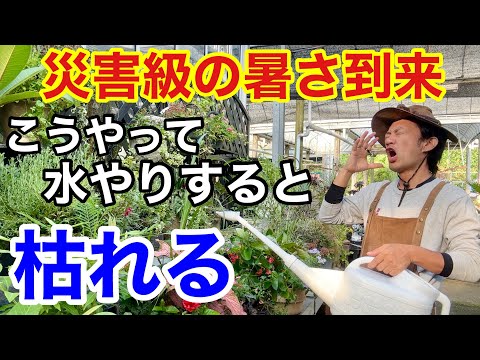 ほとんど多肉植物に水をやらずにプランターに適した植物は何ですか