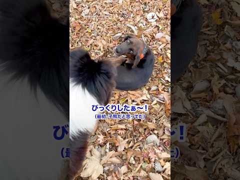 登山してたら猟犬を見つけて…｜PECO
