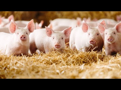 , title : '1. Getting started with Pig farming is EASIER than you think...Here is how to start'