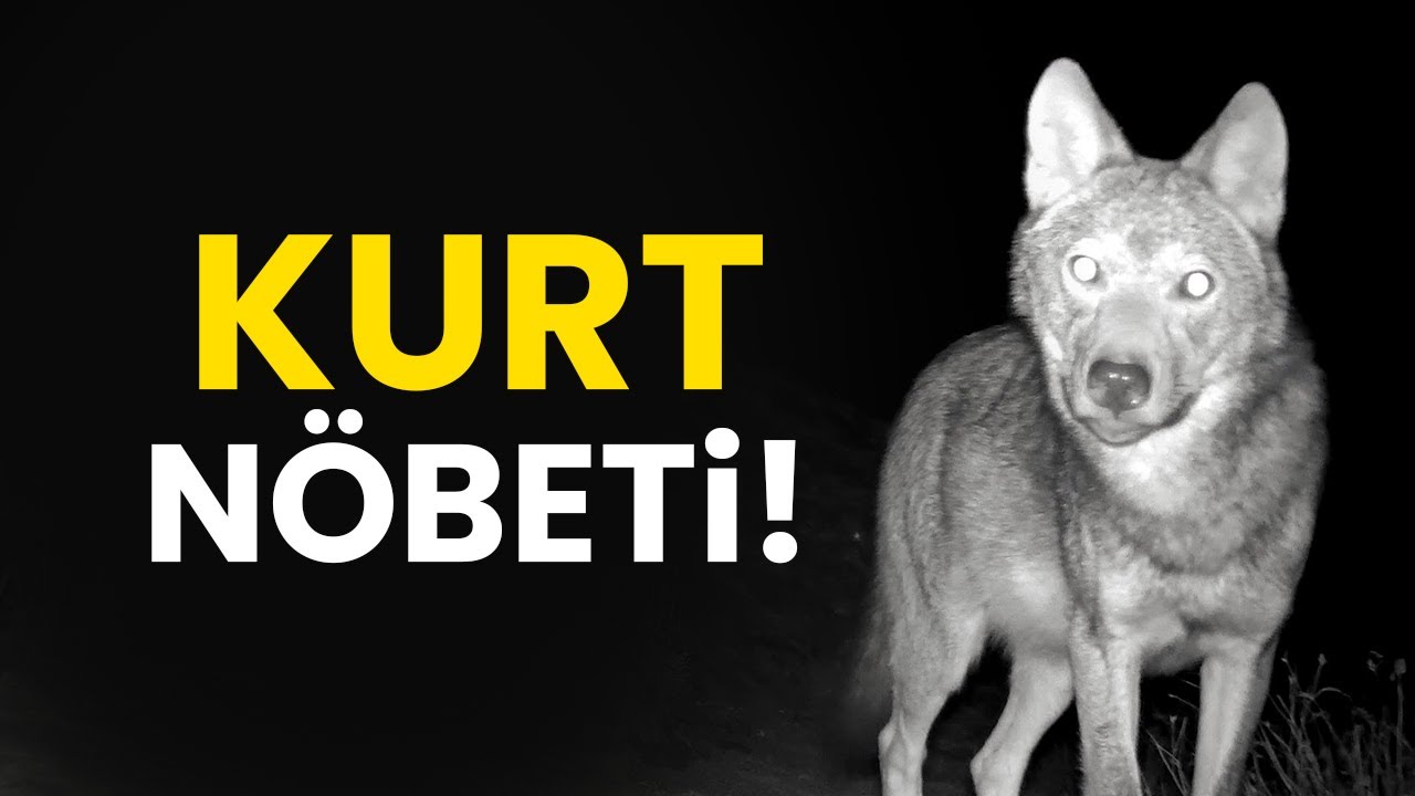 Aç Kalan Kurtlar Köye İndi! Köylüler Nöbette