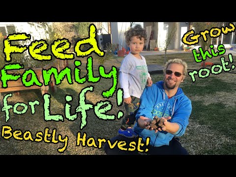 , title : 'Feed your family for life with this miracle root! HUGE harvest in a small area.'