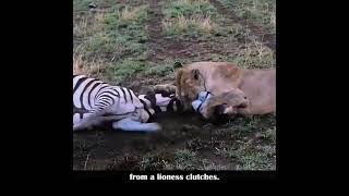 true love  animal life #wildlife #shortsfeed