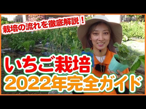 園芸 イチゴの植え方は?