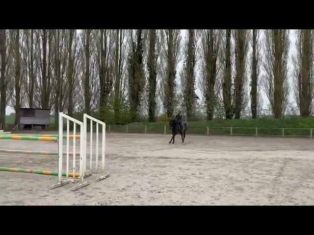 Jument de sport 5 ans 