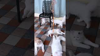 Download lagu Minsha enna mathikave matura #shorts #cat mp3