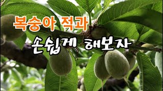 복숭아 적과 손쉽게 하는 방법