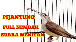 Download lagu MASTERAN BURUNG PIJANTUNG PISANG NEMBAK DURASI PANJANG#masteranburung#pijantungpisang#masteranmurai mp3 Download lagu MASTERAN BURUNG PIJANTUNG PISANG NEMBAK DURASI PANJANG#masteranburung#pijantungpisang#masteranmurai mp3
