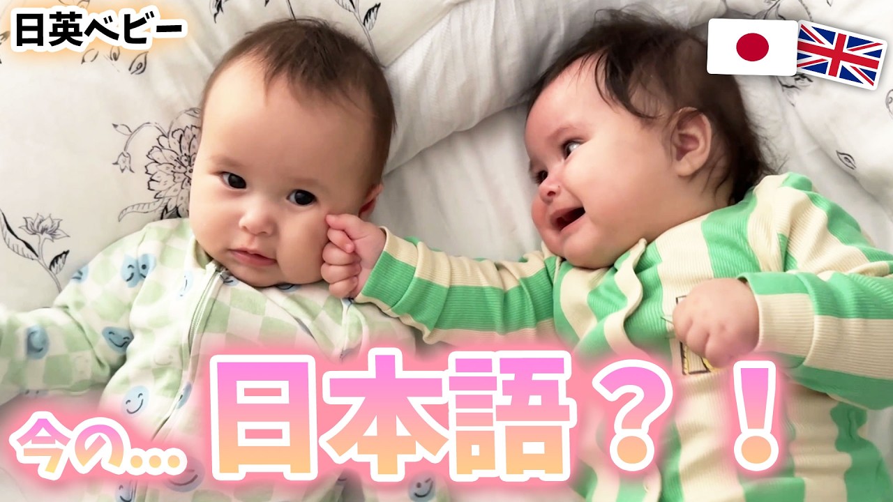 【イギリス育ち】双子ヒマサクが突然、日本語はなした！！ ２人で喧嘩も始りました！