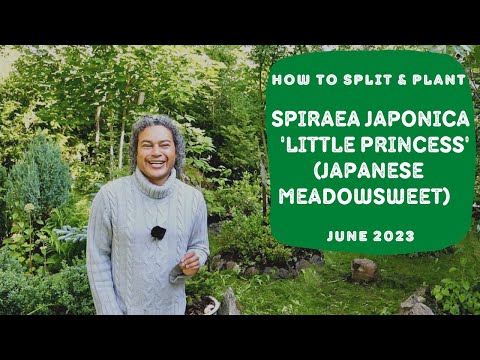 How to Split & Plant Spiraea japonica 'Little Princess' (Meadowsweet)