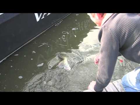 Iso kuha 7 kg vapautus