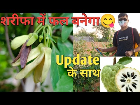 Do your custard apple flowers turn black and fall off and no fruit is formed?