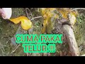 MANCING IKAN PAKAI TELUR BIG FISH