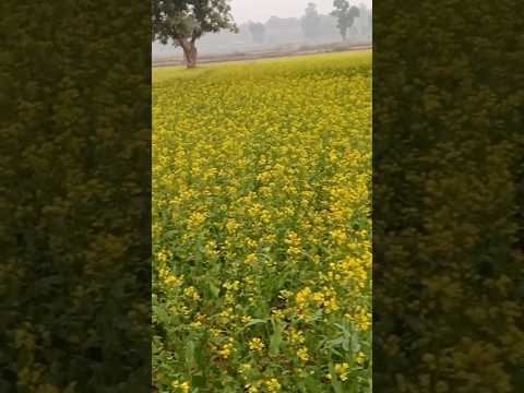 Mustard farming 🥰🥰#flowers #youtubeshorts #shorts #music