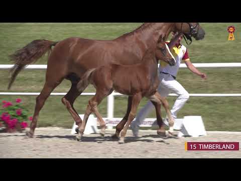 15 TIMBERLAND - HF v. Topas - Loving Dancer - Riedlinger Fohlenauktion 2020