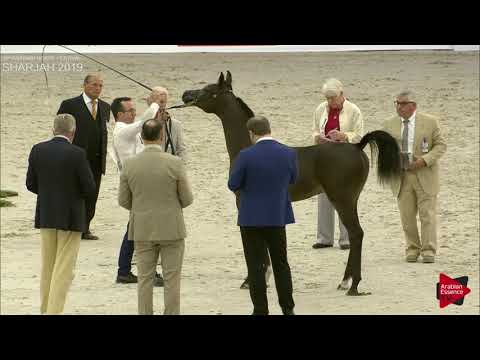 N.184 BADR ALBIDAYER - Sharjah International 2019