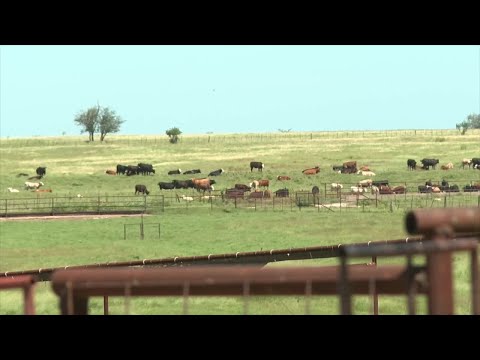 'It’s disheartening’: Ranchers feel the sting of rising cattle theft in Central Texas