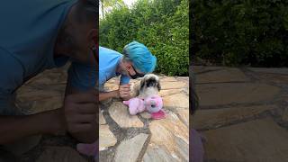 BUDY NÃO TEM AMIGOS #shorts