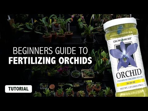 Beginners Guide to Fertilizing Orchids | Understand the  Basics + My Orchid Fertilizer Routine