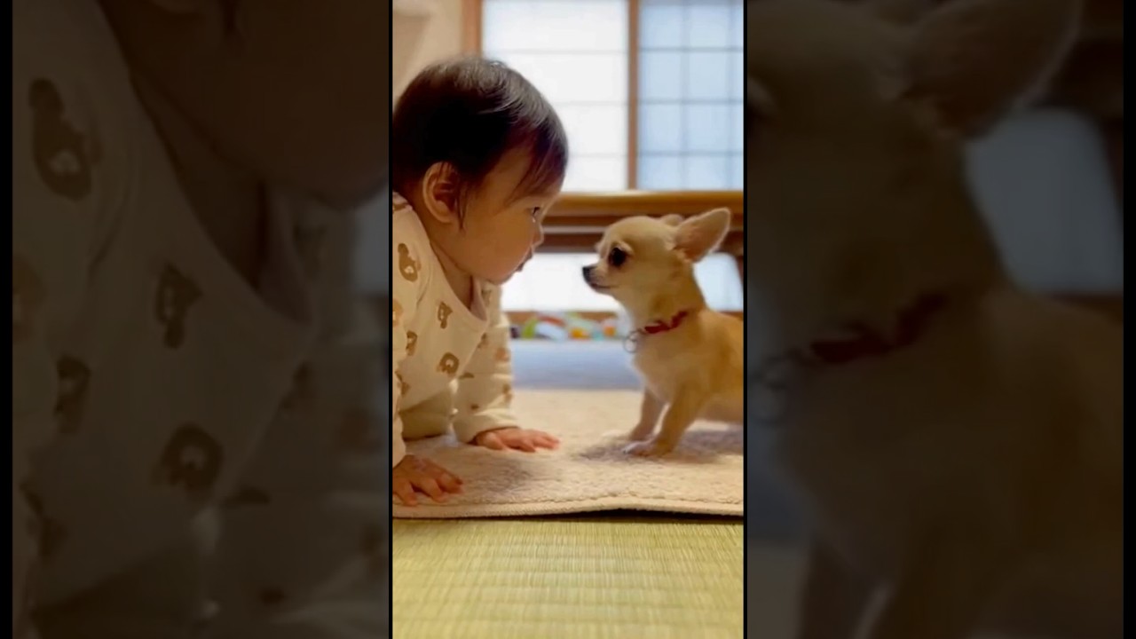 赤ちゃんとチワワが威嚇し吠え合う
