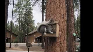 preview picture of video 'Playing with squirrels and a long hike - Our Trip to WorldMark Pinetop, AZ - July 23, 2014'