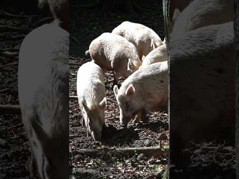 Une apparition rare de sangliers blancs dans la forêt