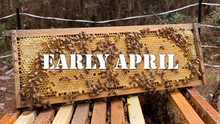 Early April | #colesfarmnc #jacksonvillenc #beekeeping