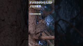 アメリカワシミミズク成長記録 ノスリ襲撃 Great Horned Owl　2026/04/15 朝方 #losangeles  #ミミズク  #greathornedowl