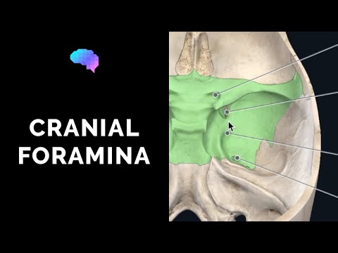 Foramen of the Skull & Cranial Nerves (3D Anatomy Tutorial) | UKMLA | CPSA