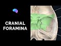 Foramen of the Skull & Cranial Nerves (3D Anatomy Tutorial) | UKMLA | CPSA