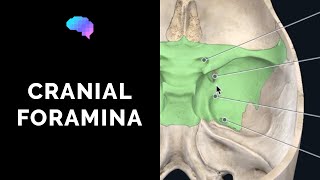 Foramen of the Skull &amp; Cranial Nerves (3D Anatomy Tutorial) | UKMLA | CPSA | PLAB 2