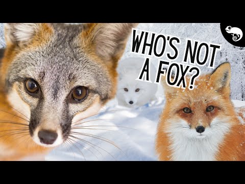Not All Foxes Are Foxes