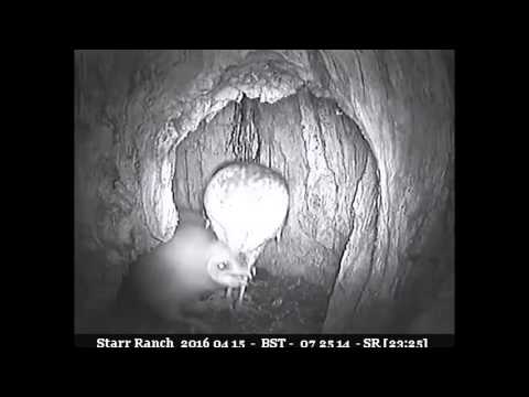Owlets getting under Mama's feet - Audubon Starr Ranch Barn Owls