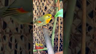 Download lagu BURUNG Robin Tercantik #shorts #birds #burung #burungindonesia #animals mp3